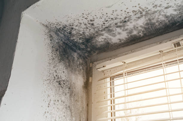 Affordable Attic Mold Removal solutions in Marlborough, MA